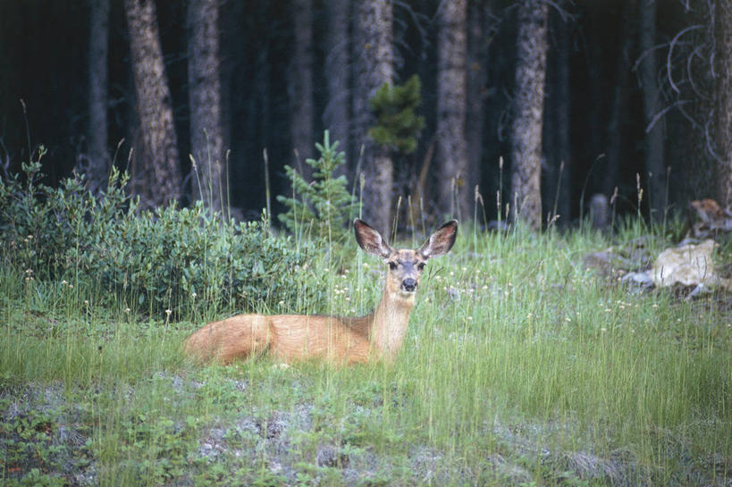 无人,横图,室外,白天,森林,哺乳动物,鹿,野生动物,加拿大,科学,草,树,自然,动物,可爱,摄影,活泼,部分,环境,生物学,国家公园,偶蹄目,班夫国家公园,加拿大马鹿,亚伯达,马鹿,彩图,动物学