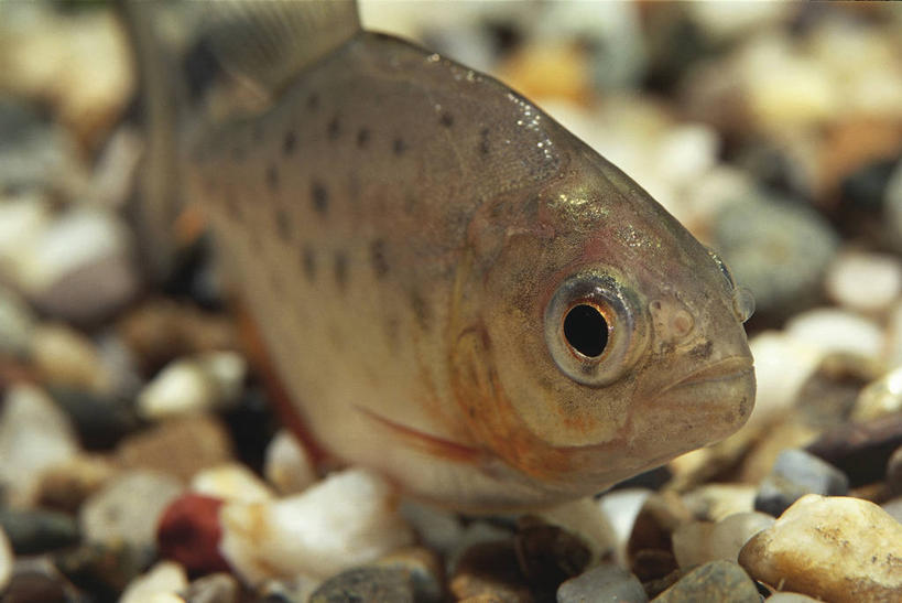 无人,横图,室外,特写,白天,水下,鲤鱼,野生动物,科学,鱼,水产,鱼类,水族馆,自然,动物,摄影,环境,生物学,水生动物,水生物,水虎鱼,鲤子,鲤拐子,彩图,淡水生物,河鲜,动物学