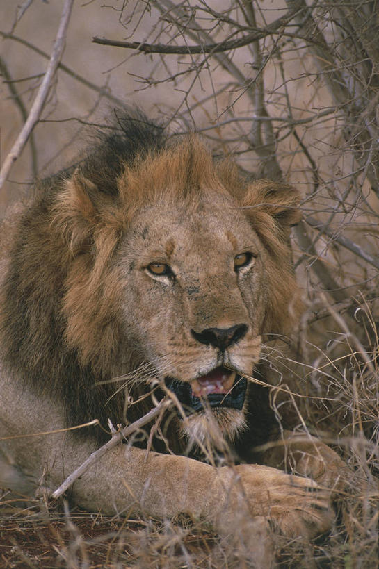 无人,躺,竖图,室外,白天,哺乳动物,野生动物,狮子,非洲,肯尼亚,科学,自然,动物,生物,摄影,环境,生物学,国家公园,东非,彩图,动物学