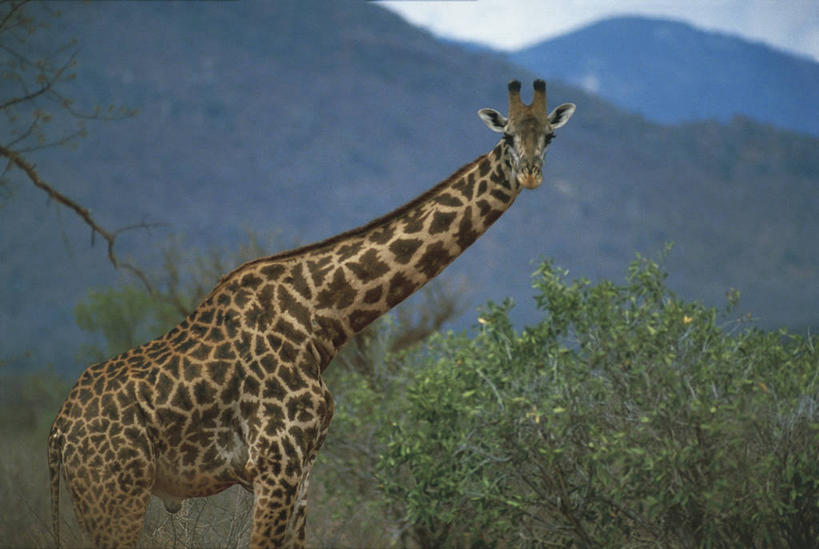 无人,站,横图,室外,白天,山,哺乳动物,长颈鹿,野生动物,非洲,肯尼亚,科学,树,自然,动物,生物,摄影,环境,生物学,国家公园,近景,东非,彩图,动物学