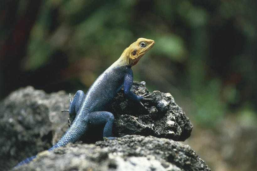 无人,横图,室外,白天,侧面,野生动物,非洲,肯尼亚,科学,自然,动物,生物,摄影,环境,生物学,国家公园,东非,岩石,彩图,动物学,郊野公园