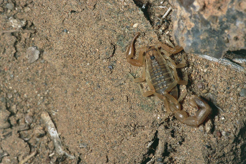 无人,横图,俯视,室外,白天,沙漠,野生动物,蒙古,亚洲,科学,自然,动物,摄影,环境,生物学,节肢动物,蝎子,东亚,将军,自然地理,危险,彩图,高角度拍摄,动物学