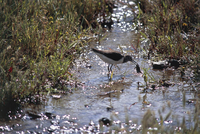 无人,吃,横图,室外,白天,侧面,湖,太阳,海鸟,野生动物,蒙古,亚洲,科学,鸟类,蛙,捕食,自然,动物,摄影,环境,生物学,东亚,将军,杀害,矶鹞,矶鹬,自然地理,彩图,动物学