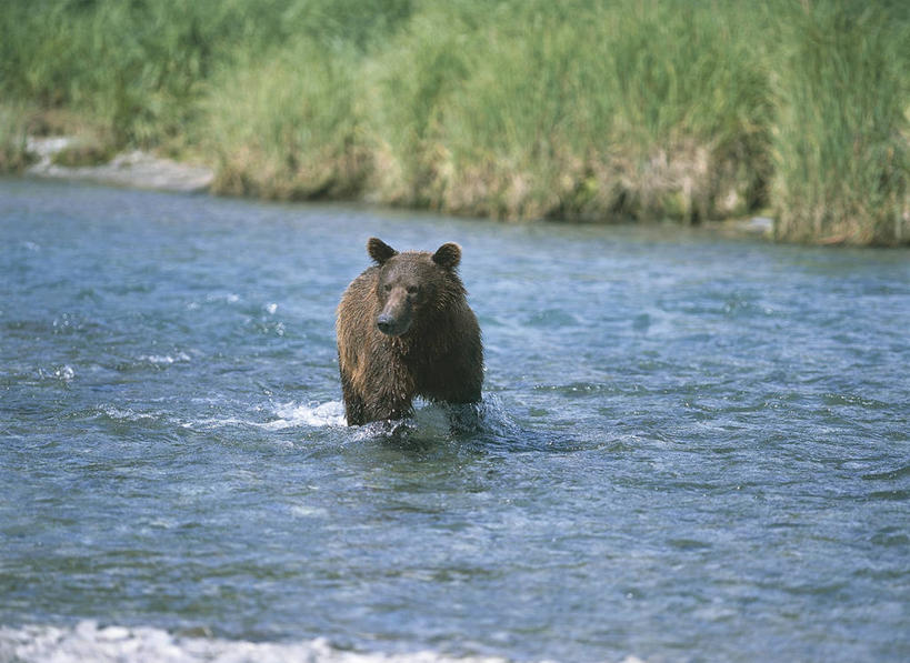 无人,横图,室外,白天,河流,哺乳动物,野生动物,熊,尼泊尔,美国,亚洲,科学,捕食,流水,首都,自然,动物,摄影,环境,生物学,国家公园,南亚,将军,加德满都,阿拉斯加,尼泊尔王国,加都,德满都,自然地理,棕熊,彩图,独处,动物学,郊野公园