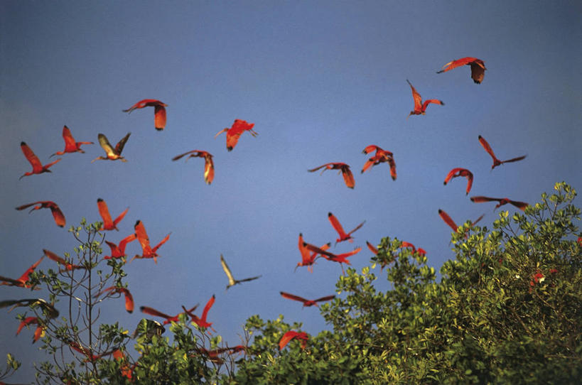 无人,横图,室外,仰视,鸟,野生动物,巴西,一群,许多,科学,鸟类,很多,半空,飞,树,天空,自然,动物,南美,摄影,环境,生物学,鹳,南美洲,拉丁美洲,美洲,将军,朱鹭,巴西联邦共和国,亚美利加洲,南亚美利加洲,热带鸟,日本风头鹮,朱鹮,马拉尼昂,马拉尼昂州,自然地理,彩图,低角度拍摄,动物学