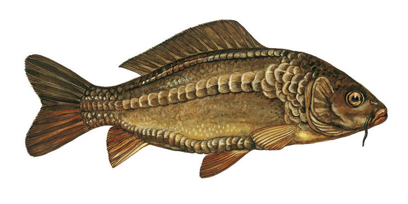 无人,横图,全景,白色背景,侧面,鲤鱼,科学,白色,动物,摄影,生物学,彩图,动物学