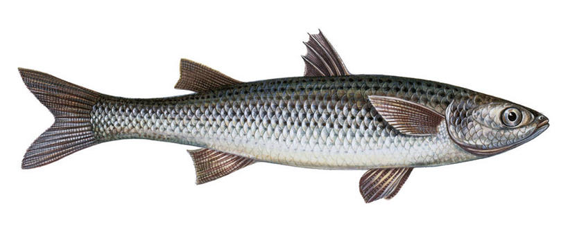 无人,横图,全景,白色背景,侧面,科学,摇滚,鱼类,白色,动物,摄影,生物学,飞机头,鲻鱼,朋克,彩图,动物学,钉子头,鸡冠头,朋克头