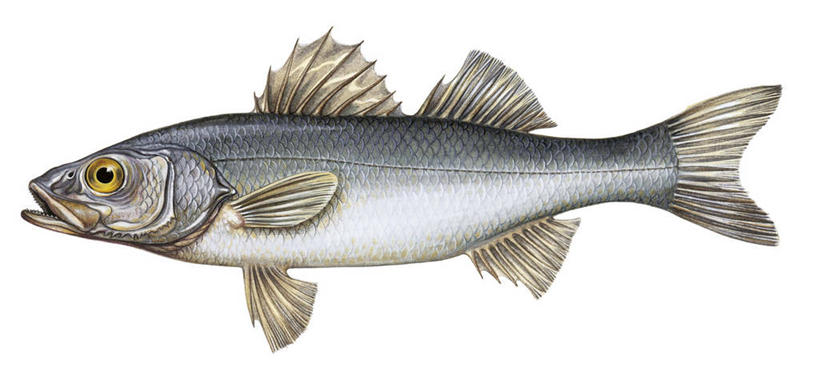 无人,横图,全景,白色背景,侧面,科学,白色,动物,摄影,生物学,咸水鱼,黑鲈,彩图,动物学