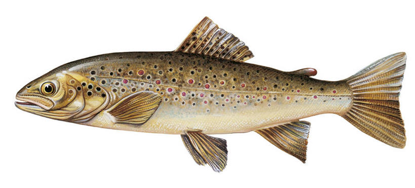 无人,横图,全景,白色背景,侧面,鳟鱼,科学,白色,动物,摄影,生物学,彩图,动物学