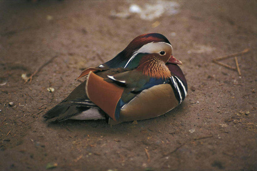 无人,横图,室外,白天,侧面,美景,水,野生动物,鸳鸯,科学,鸟类,鸭子,景观,泥土,自然,动物,景色,摄影,环境,生物学,自然风光,彩图,动物学