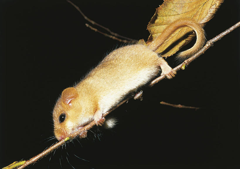 无人,攀登,横图,室外,夜晚,侧面,哺乳动物,野生动物,照明,科学,灯光,枝,灯,自然,动物,灯具,摄影,环境,照亮,生物学,照明设备,户外活动,闪光灯,彩图,动物学