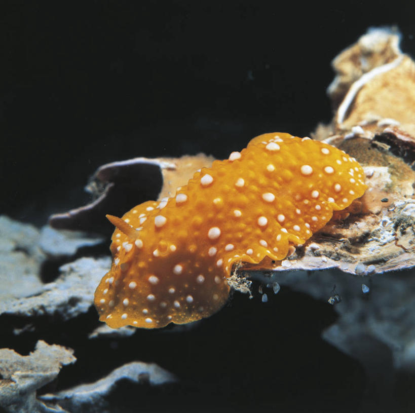 无人,横图,方图,室外,水下,美景,野生动物,黑色背景,科学,海蛞蝓,贝类,斑点,景观,海洋生物,无脊椎动物,黄色,黑色,自然,动物,景色,摄影,软体动物,海兔,环境,生物学,自然风光,水生动物,水生物,海底动物,海兔螺,彩图,动物学