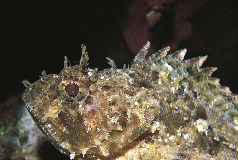 无人,横图,室外,特写,白天,侧面,水下,野生动物,科学,鱼,鱼类,自然,动物,摄影,鲉,鲈鱼,环境,生物学,咸水鱼,花鲈,鲈板,鲈子鱼,半身,彩图,动物学