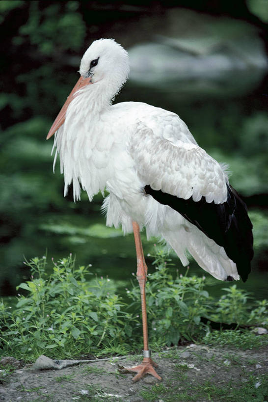 无人,站,竖图,室外,白天,侧面,野生动物,科学,鸟类,自然,动物,摄影,环境,生物学,鹳,白鹳,彩图,动物学