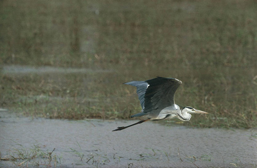 无人,横图,室外,白天,侧面,水,鸟,野生动物,贝宁,科学,苍鹭,鸟类,飞,自然,动物,摄影,环境,生物学,鹳,优美,国家公园,机敏,灰鹳,西非,彩图,动物学,郊野公园