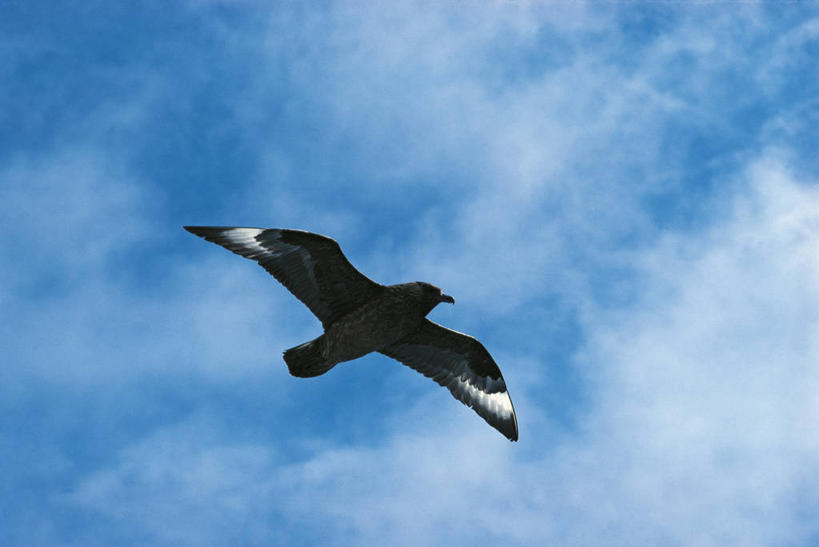 无人,横图,室外,白天,野生动物,科学,翅膀,鸟类,云,飞,天空,自然,动物,摄影,环境,生物学,贼鸥,彩图,动物学