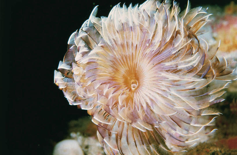 无人,横图,室外,水下,海洋,水,野生动物,科学,自然,动物,摄影,环境,生物学,蠕虫,彩图,环节动物,动物学