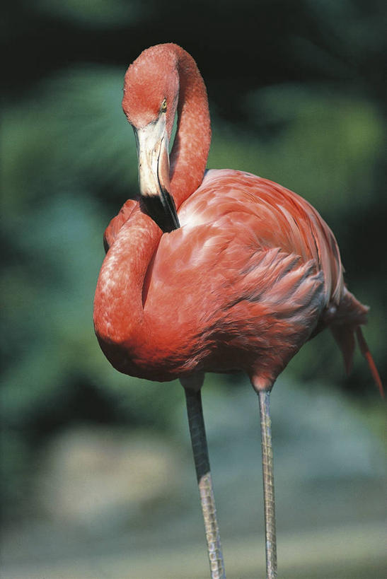 无人,竖图,室外,白天,野生动物,羽毛,科学,火烈鸟,鸟类,自然,动物,摄影,清理,环境,生物学,近景,大火烈鸟,美洲火烈鸟,彩图,动物学