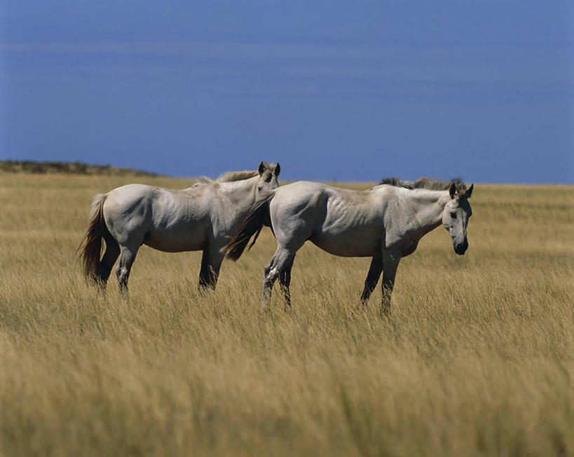 无人,站,横图,室外,白天,侧面,自由,哺乳动物,马,貘,野生动物,阿根廷,科学,田地,草,风景,天空,自然,动物,两只,南美,摄影,环境,生物学,万里无云,巴塔哥尼亚,瓦尔德斯半岛,彩图,动物学