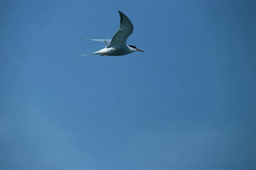 无人,横图,室外,白天,留白,侧面,野生动物,科学,鸟类,燕鸥,飞,天空,自然,动物,摄影,环境,生物学,万里无云,彩图,动物学