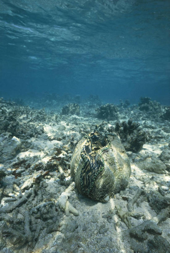 无人,竖图,室外,白天,海底,水下,美景,水,野生动物,贝壳,科学,斑点,景观,流水,蓝色,自然,动物,景色,摄影,软体动物,环境,生物学,自然风光,巨蛤,彩图,双壳贝,动物学