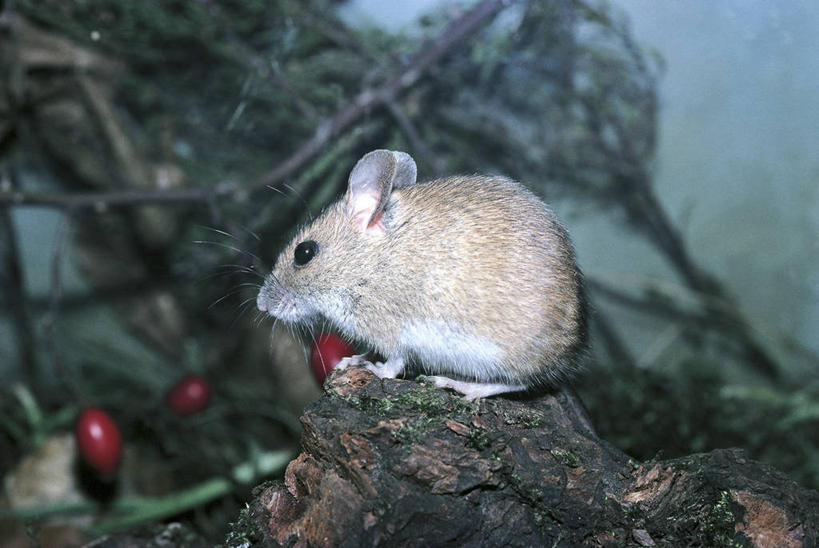 无人,横图,室外,白天,侧面,纯洁,哺乳动物,野生动物,科学,自然,动物,可爱,童年,童趣,摄影,鼠,环境,生物学,圆木,田鼠,童真,烂漫,无邪,天真,彩图,动物学