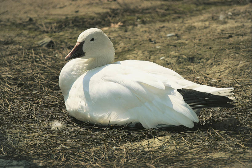 无人,躺,横图,室外,白天,侧面,太阳,鹅,野生动物,科学,鸟类,白色,自然,动物,摄影,环境,生物学,雪雁,彩图,动物学