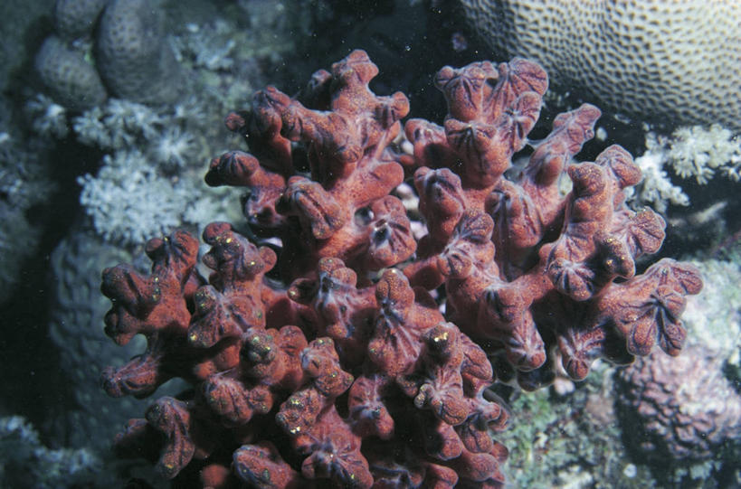 无人,横图,室外,白天,水下,海洋,美景,野生动物,科学,海绵,珊瑚,景观,自然,景色,摄影,环境,生物学,自然风光,刺胞动物,红海,暗礁,彩图,管状海绵,动物学