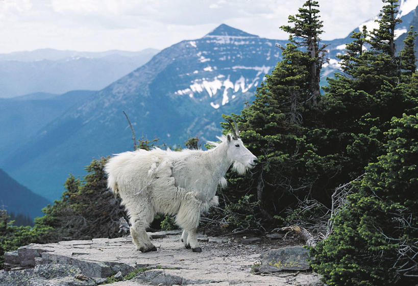无人,站,横图,室外,白天,侧面,森林,山,山脉,哺乳动物,野生动物,美国,科学,树,风景,自然,动物,摄影,环境,生物学,北美,北美洲,美洲,偶蹄目,蒙大拿州,洛矶山脉,北亚美利加洲,亚美利加洲,野生白山羊,自然地理,山羊,彩图,美利坚合众国,动物学