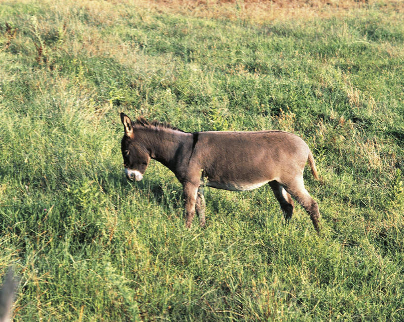 无人,站,吃,横图,室外,白天,侧面,哺乳动物,马,貘,野生动物,中间,科学,褐色,单词,草,自然,动物,运输,摄影,牲畜,环境,生物学,驴,驴子,非洲野驴,彩图,全画面,全框架,全帧,全画幅,动物学