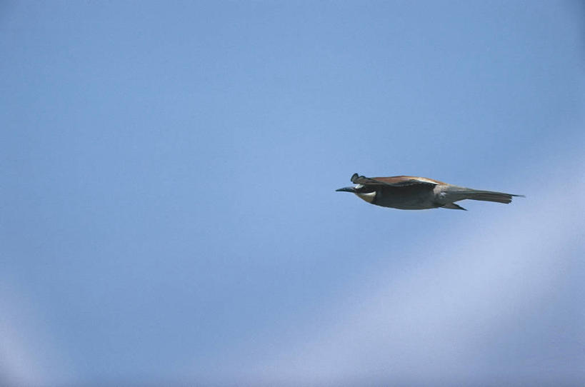 无人,横图,室外,白天,侧面,野生动物,意大利,科学,鸟类,飞,自然,动物,摄影,环境,生物学,撒丁岛,食蜂鸟,黄喉蜂虎,彩图,动物学