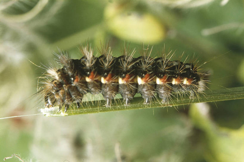 无人,横图,室外,白天,侧面,植物,野生动物,科学,昆虫,茎,自然,动物,摄影,环境,锋利,生物学,尖锐,节肢动物,幼虫,毛虫,彩图,动物学