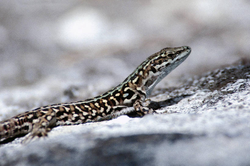 无人,横图,室外,白天,侧面,野生动物,科学,自然,动物,摄影,环境,生物学,近景,岩石,彩图,动物学