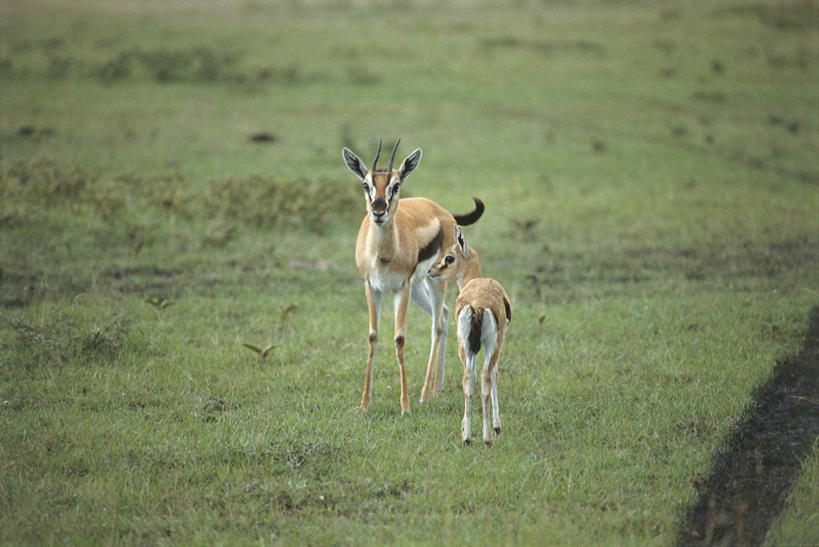 无人,父母,母亲,横图,室外,白天,草原,哺乳动物,野生动物,科学,羚羊,草,自然,动物,两只,摄影,环境,生物学,偶蹄目,瞪羚,汤姆森瞪羚,彩图,动物学