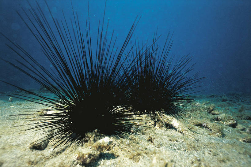 无人,横图,室外,白天,水下,海胆,野生动物,科学,无脊椎动物,自然,动物,两只,摄影,环境,锋利,生物学,尖锐,棘皮动物,彩图,动物学