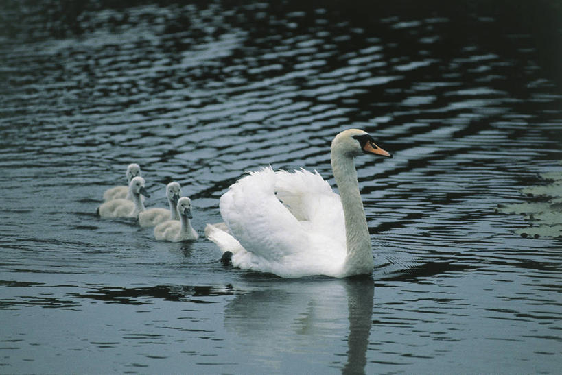 游泳,无人,码头,横图,室外,白天,美景,港口,野生动物,天鹅,科学,鸟类,池塘,景观,宏伟,小鸟,白色,自然,动物,景色,摄影,指导,环境,生物学,疣鼻天鹅,自然风光,跟随,彩图,摆渡口,埠头,渡口,渡头,港湾,海港,货运码头,口岸,商港,动物学