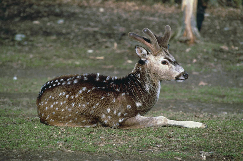 无人,躺,横图,室外,白天,哺乳动物,鹿,野生动物,科学,田地,自然,动物,可爱,摄影,活泼,环境,生物学,鹿角,偶蹄目,彩图,动物学
