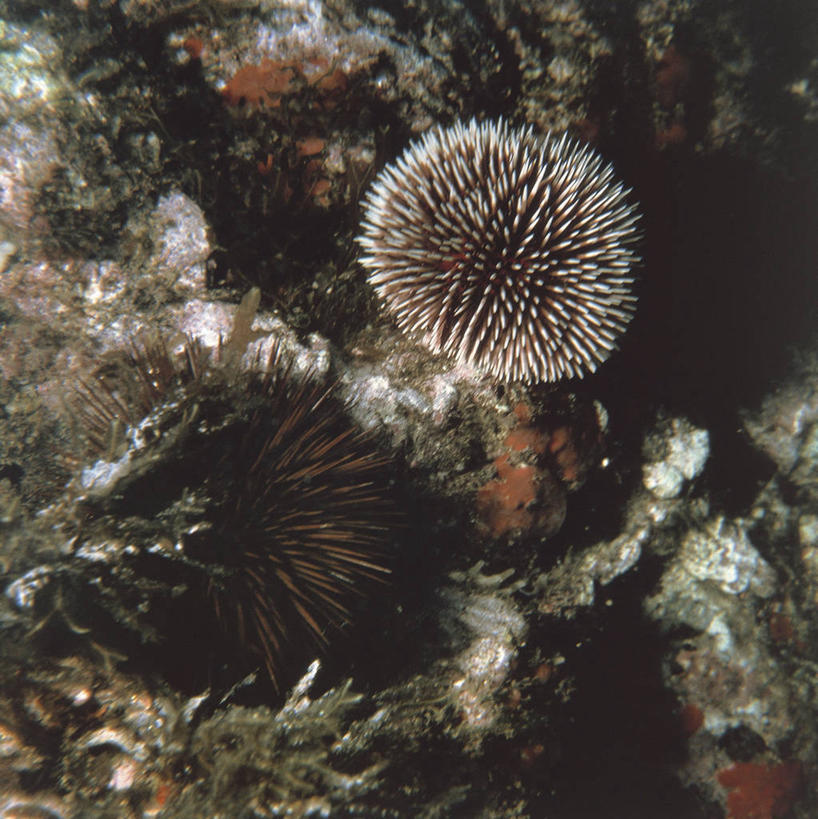 无人,竖图,方图,室外,白天,水下,海胆,野生动物,科学,珊瑚,无脊椎动物,自然,动物,摄影,环境,生物学,棘皮动物,暗礁,彩图,动物学