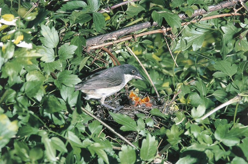 无人,横图,室外,白天,野生动物,科学,鸟类,鸟巢,小鸟,依靠,自然,动物,摄影,栖息,环境,生物学,脆弱,关爱,饥饿,喂养,彩图,弱点,动物行为,动物学,饿