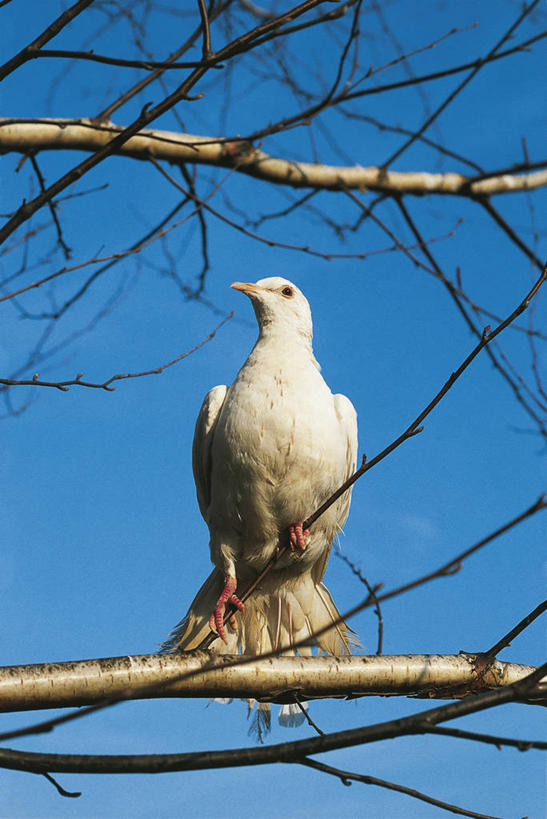 无人,竖图,室外,白天,仰视,鸽子,野生动物,科学,斑鸠,鸟类,天空,自然,动物,摄影,栖息,环境,生物学,万里无云,原鸽,彩图,低角度拍摄,动物学
