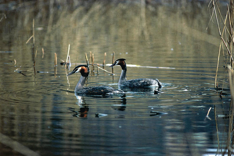 游泳,无人,横图,室外,白天,侧面,湖,野生动物,科学,鸟类,自然,动物,两只,摄影,环境,生物学,鸊鷉,彩图,动物学