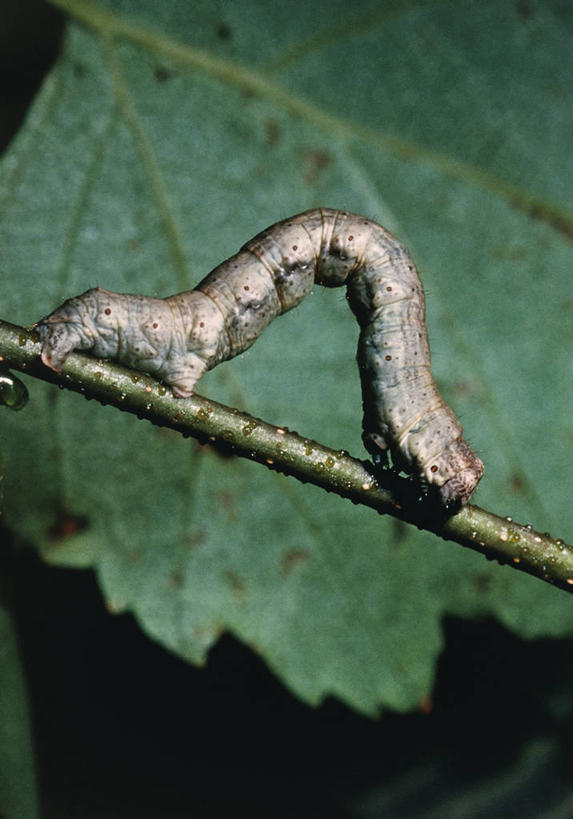 无人,竖图,室外,白天,侧面,野生动物,微生物,叶子,科学,昆虫,枝,自然,动物,爬,摄影,环境,生物学,伪装,节肢动物,幼虫,嫩枝,毛虫,原生动物,步行,彩图,动物学