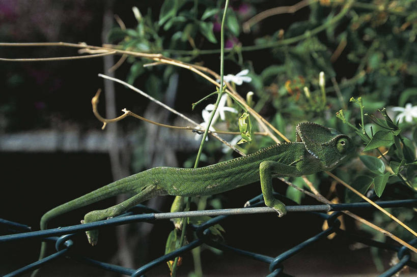 无人,横图,室外,白天,侧面,野生动物,阿曼,科学,庭院,自然,动物,摄影,环境,生物学,将军,自然地理,阿拉伯,步行,彩图,动物学