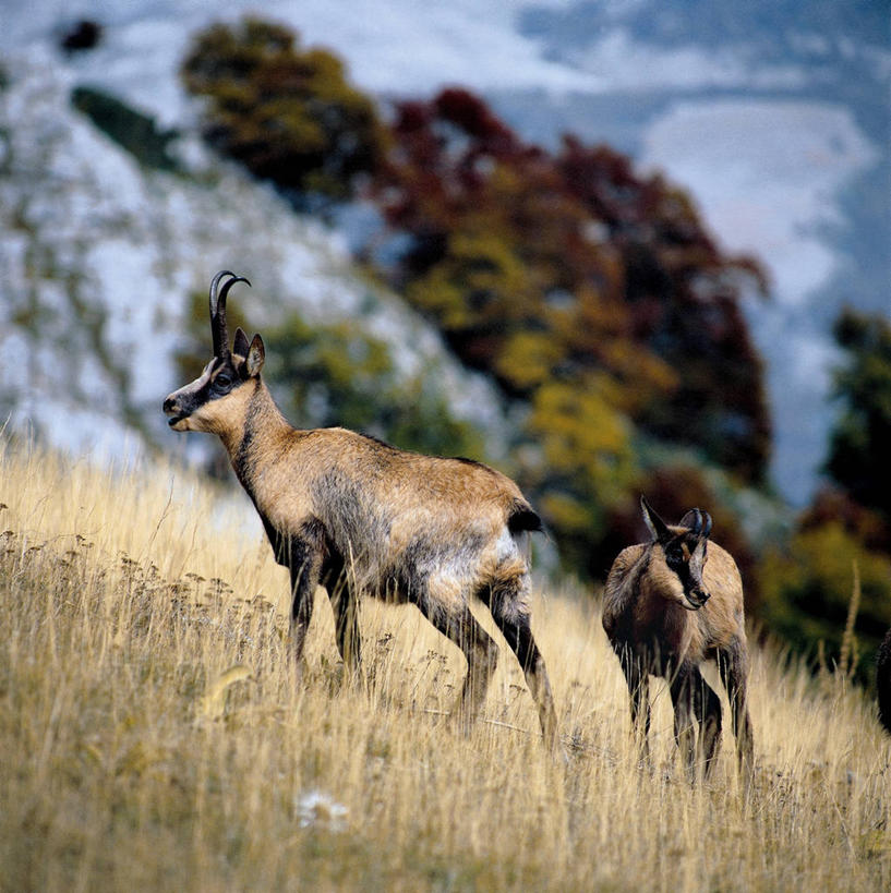 无人,竖图,方图,室外,白天,侧面,山,哺乳动物,野生动物,科学,羚羊,自然,动物,两只,摄影,环境,生物学,偶蹄目,山羊,彩图,动物学,岩羚羊