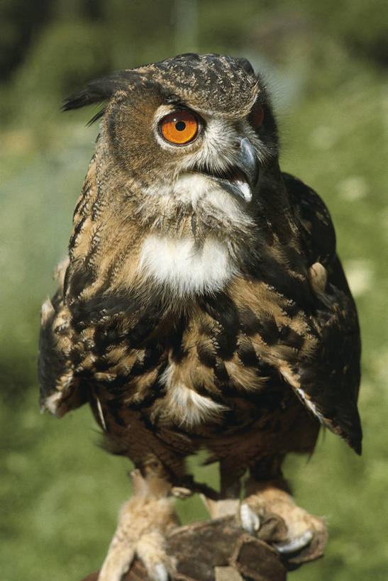 无人,竖图,室外,白天,猫头鹰,野生动物,科学,鸟类,自然,动物,摄影,环境,生物学,鹰雕,彩图,动物学,大雕