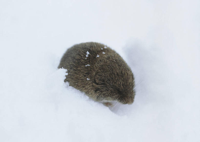 无人,横图,室外,纯洁,雪,哺乳动物,野生动物,科学,冬天,动物,寒冷,可爱,童年,童趣,摄影,生物学,童真,烂漫,无邪,天真,彩图,动物学
