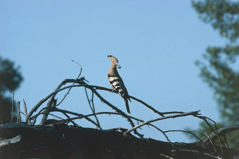 无人,横图,室外,白天,野生动物,科学,鸟类,枝,自然,动物,摄影,栖息,环境,生物学,戴胜鸟,彩图,动物学