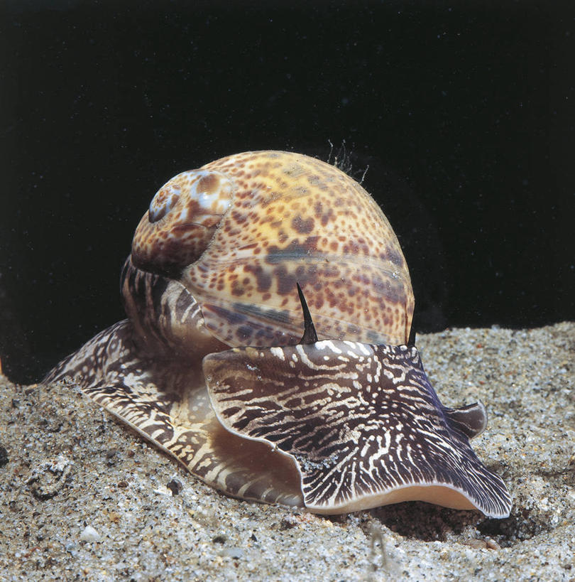 无人,竖图,方图,室外,白天,水下,野生动物,科学,蜗牛,无脊椎动物,自然,动物,摄影,软体动物,环境,生物学,腹足动物,彩图,动物学