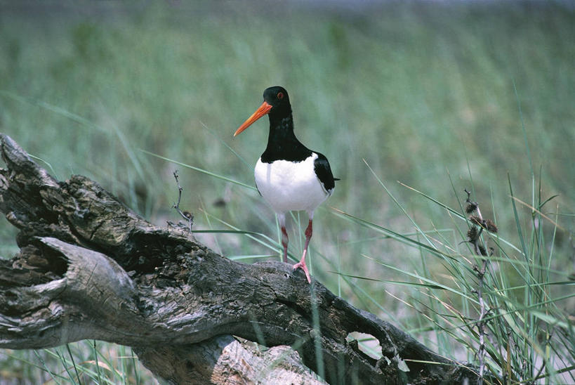 无人,站,横图,室外,白天,正面,芦苇,野生动物,科学,鸟类,自然,动物,摄影,环境,生物学,圆木,蛎鹬,彩图,动物学