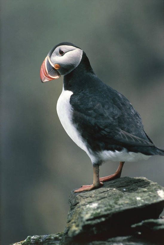 无人,站,竖图,室外,白天,海鸟,鸟,野生动物,科学,鸟类,自然,动物,可爱,摄影,活泼,环境,生物学,角嘴海雀,海雀,海鸦,岩石,彩图,动物学